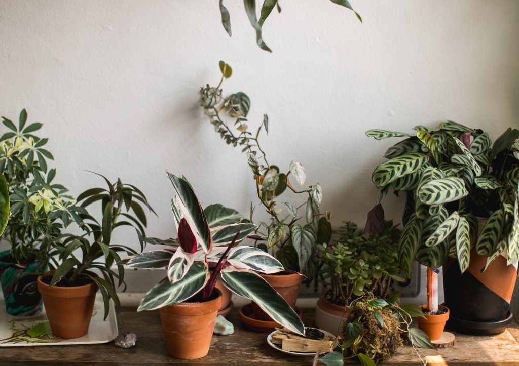 Entretenir vos plantes fleuries
