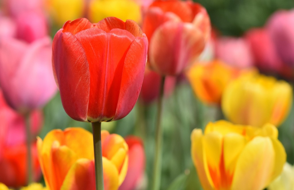 Quel est le symbole de la tulipe ?
