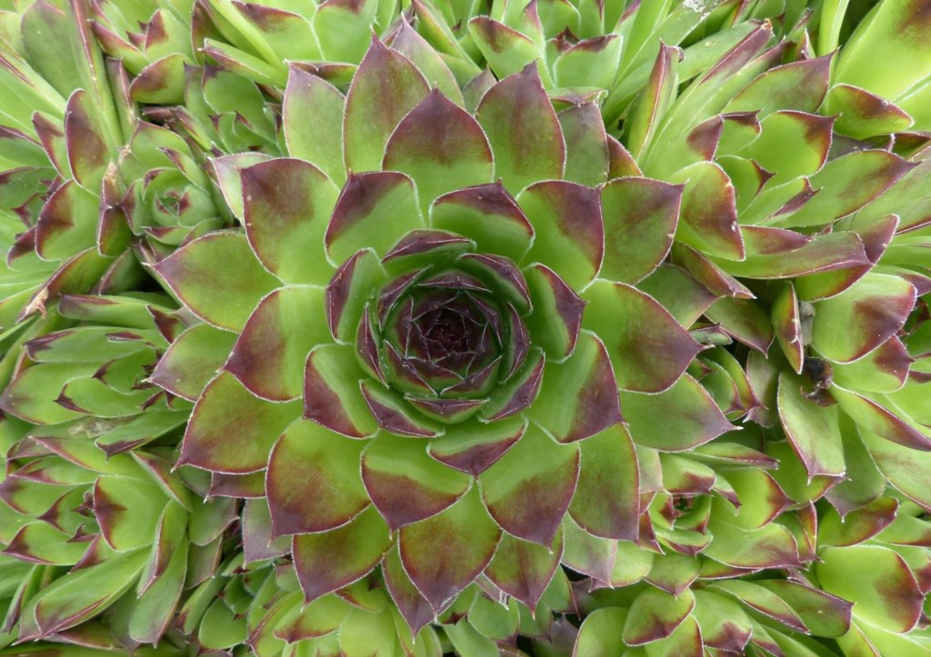 La Joubarbe, une merveille exotique