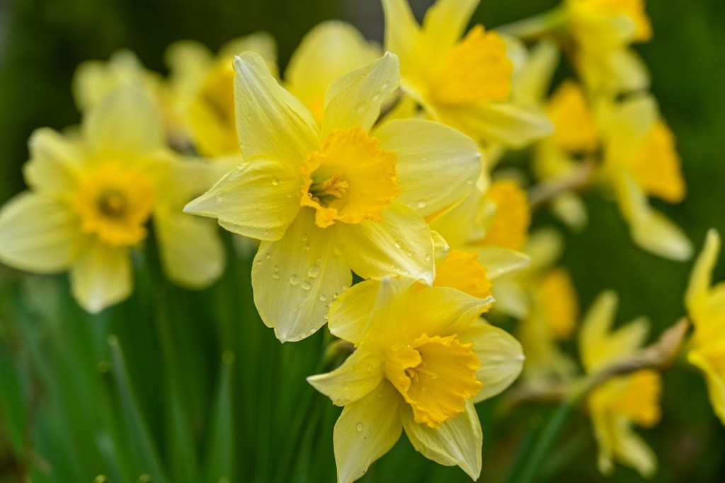 Jonquille, une fleur lumineuse