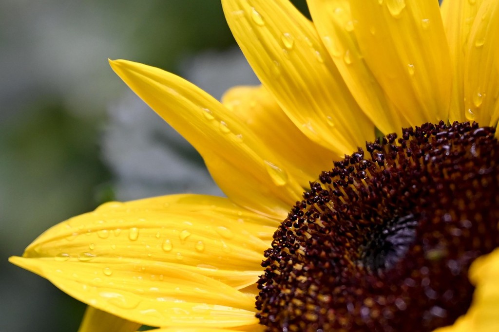 Tournesol, la fleur du soleil