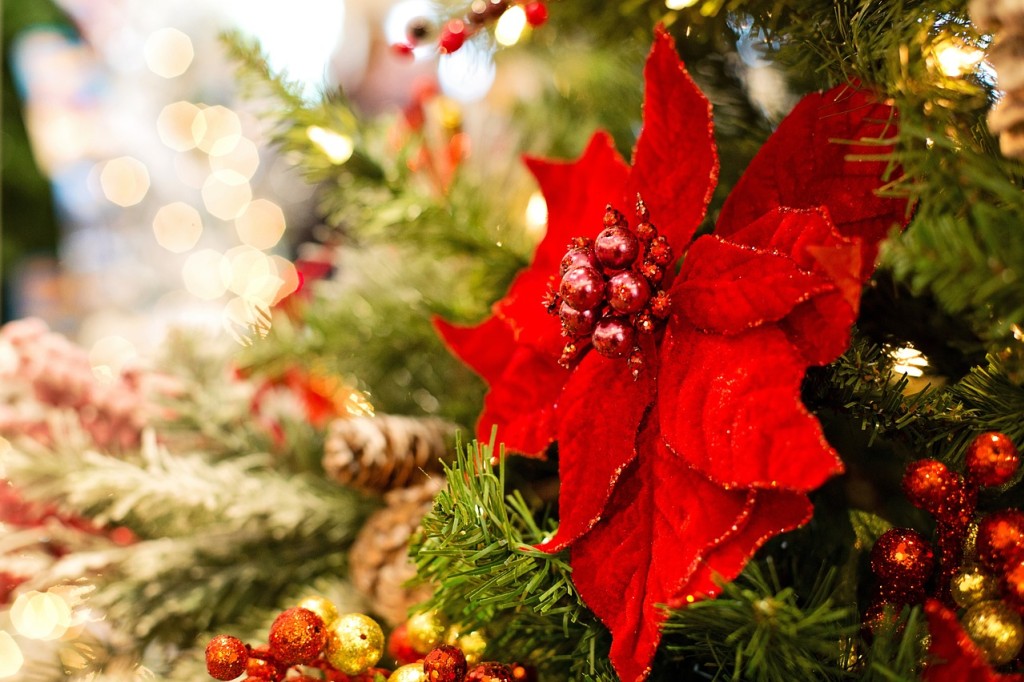 Quelles sont les fleurs de Noël ?