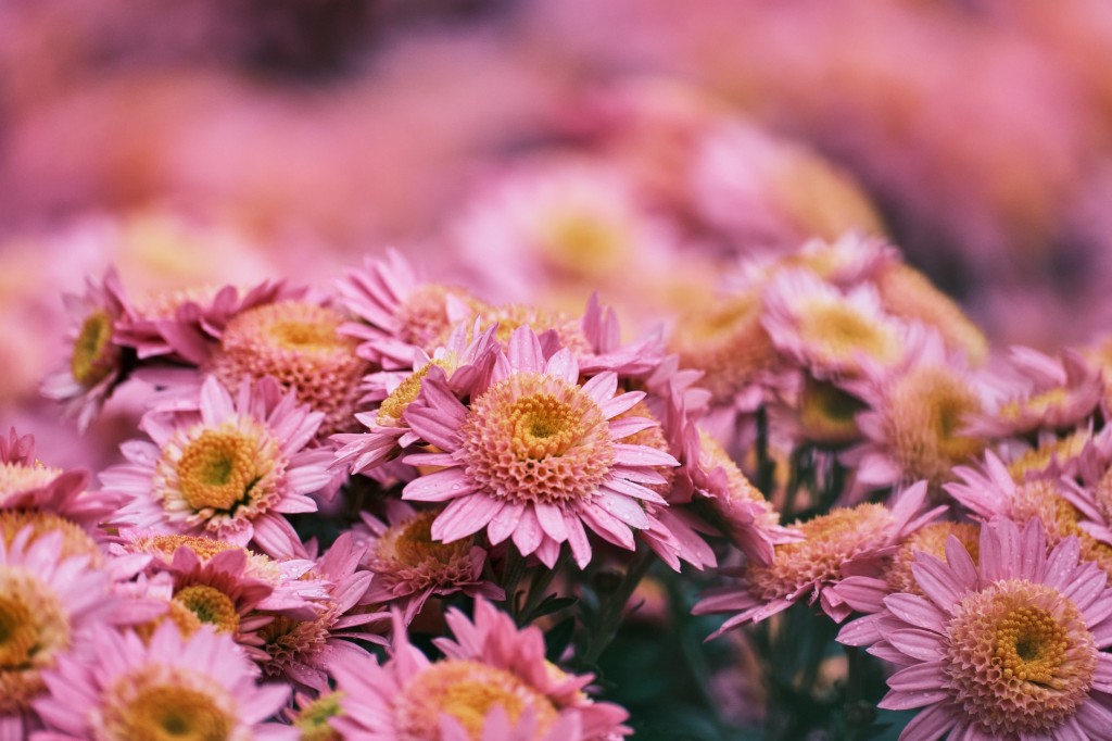 Chrysanthème, la fleur d’automne