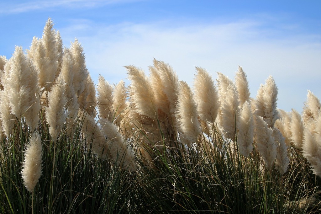 Comment faire sécher l’herbe de la pampa ?
