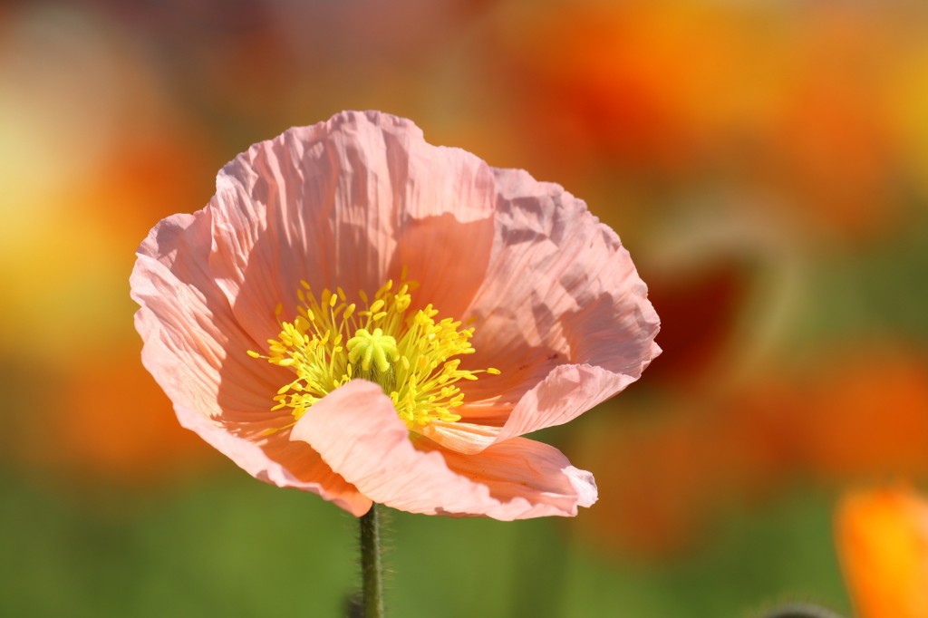 Pavot, une fleur lumineuse et séduisante