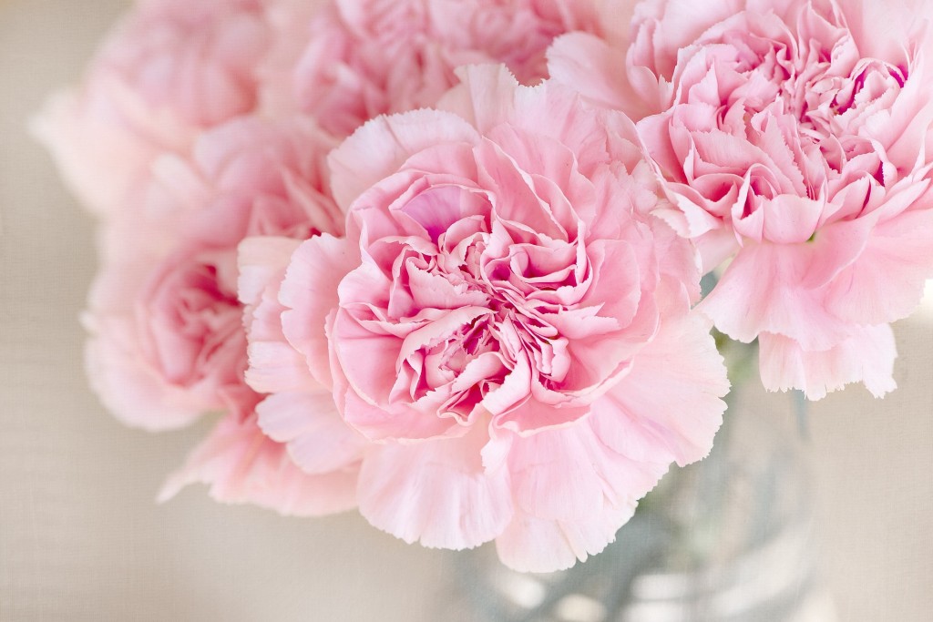 L’œillet, une jolie fleur d’été