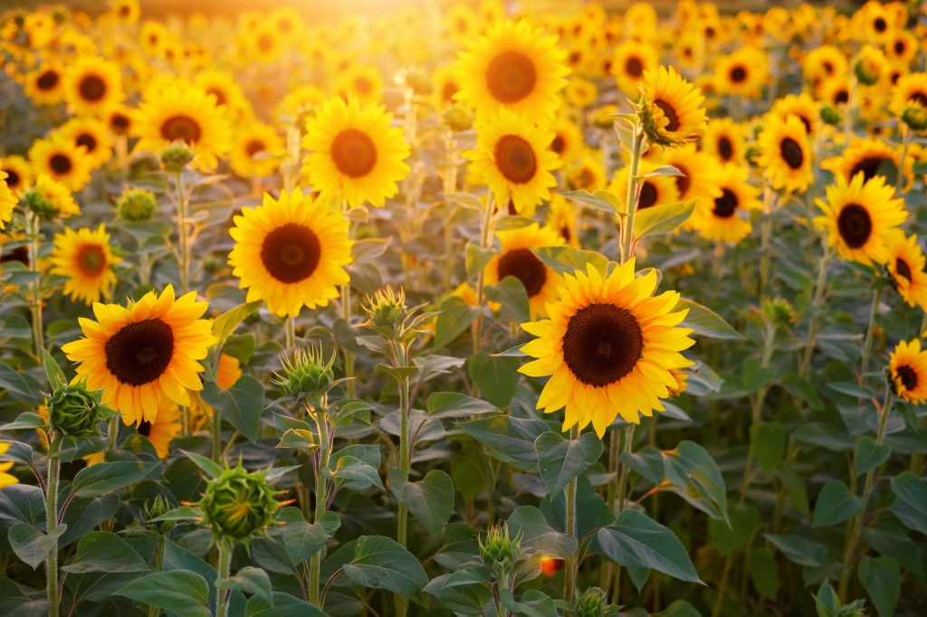 Le tournesol suit-il vraiment le soleil ?
