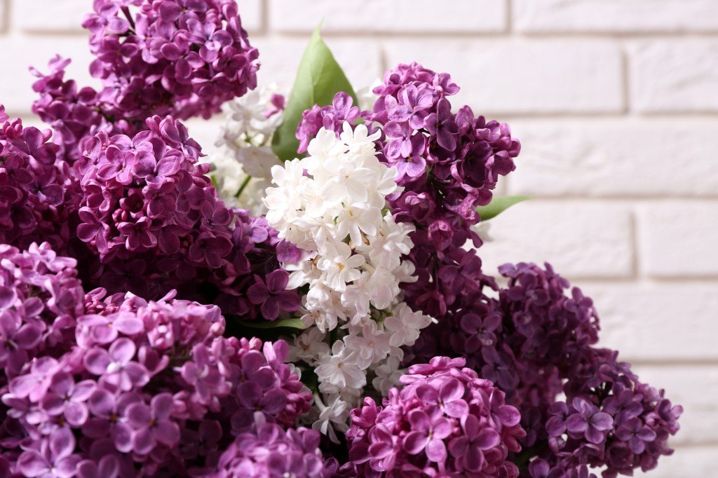 Lilas, la belle du printemps