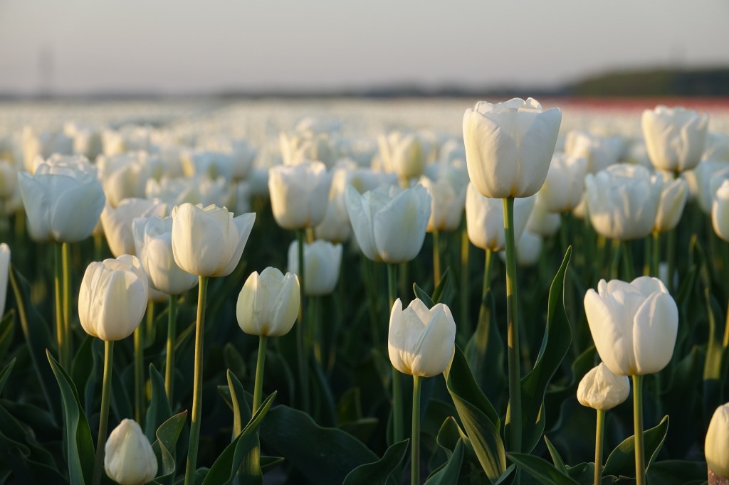 Tulipe, la fleur emblématique du printemps