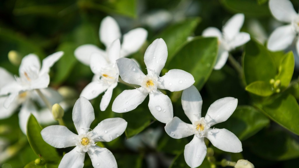 Comment faire fleurir son jasmin ?