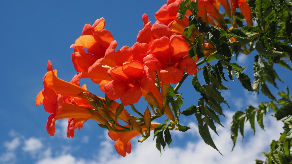 Le jasmin de Virginie : la bignone