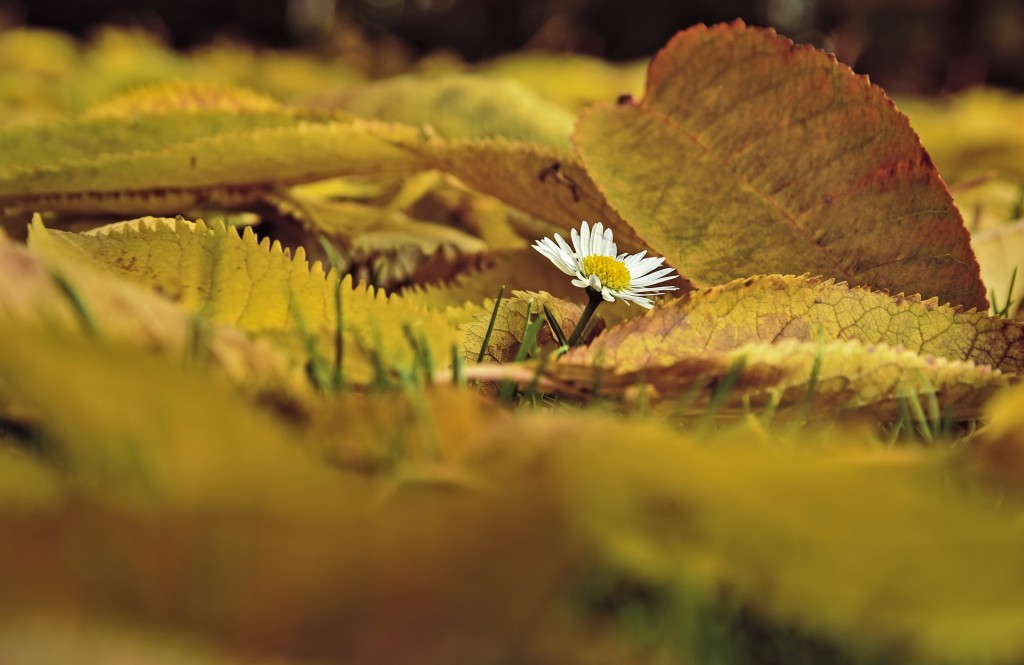 Les 10 plus belles fleurs d'automne