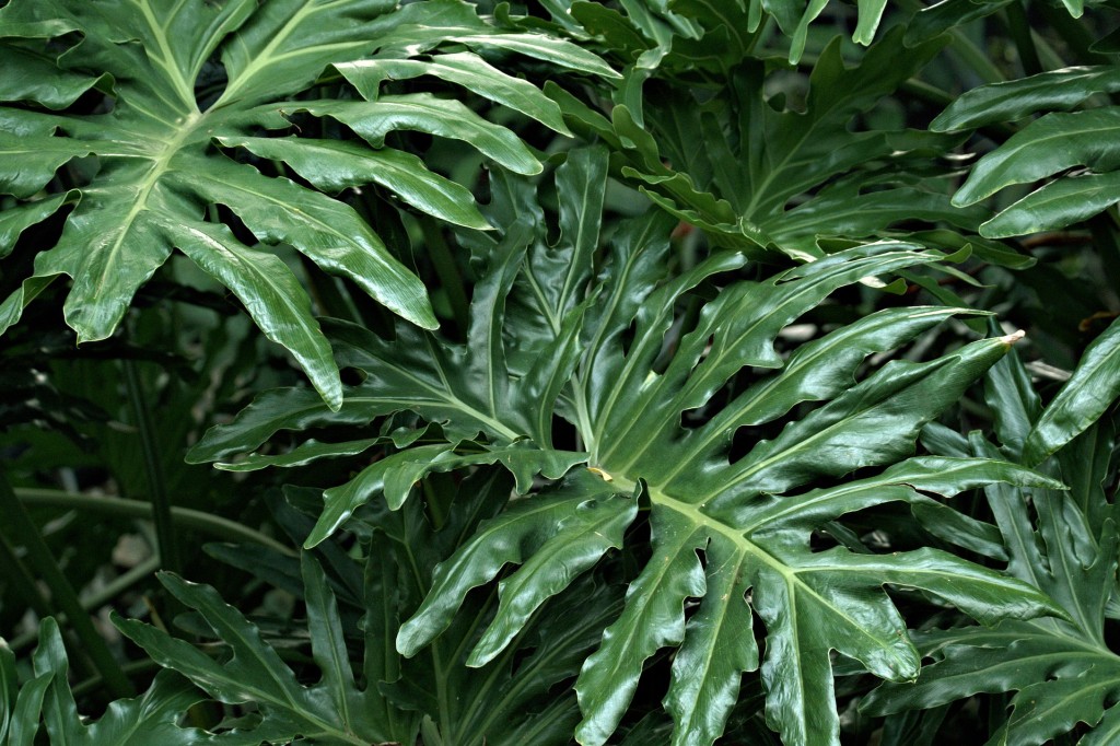 Le faux Philodendron