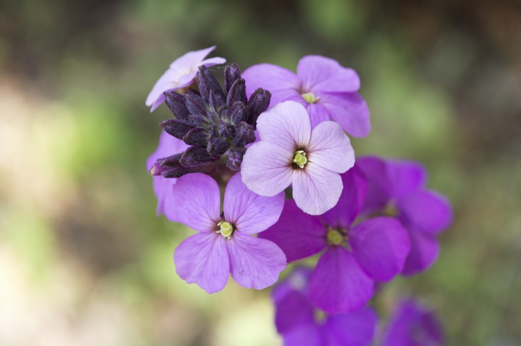 Giroflée, la sublime fleur des murailles