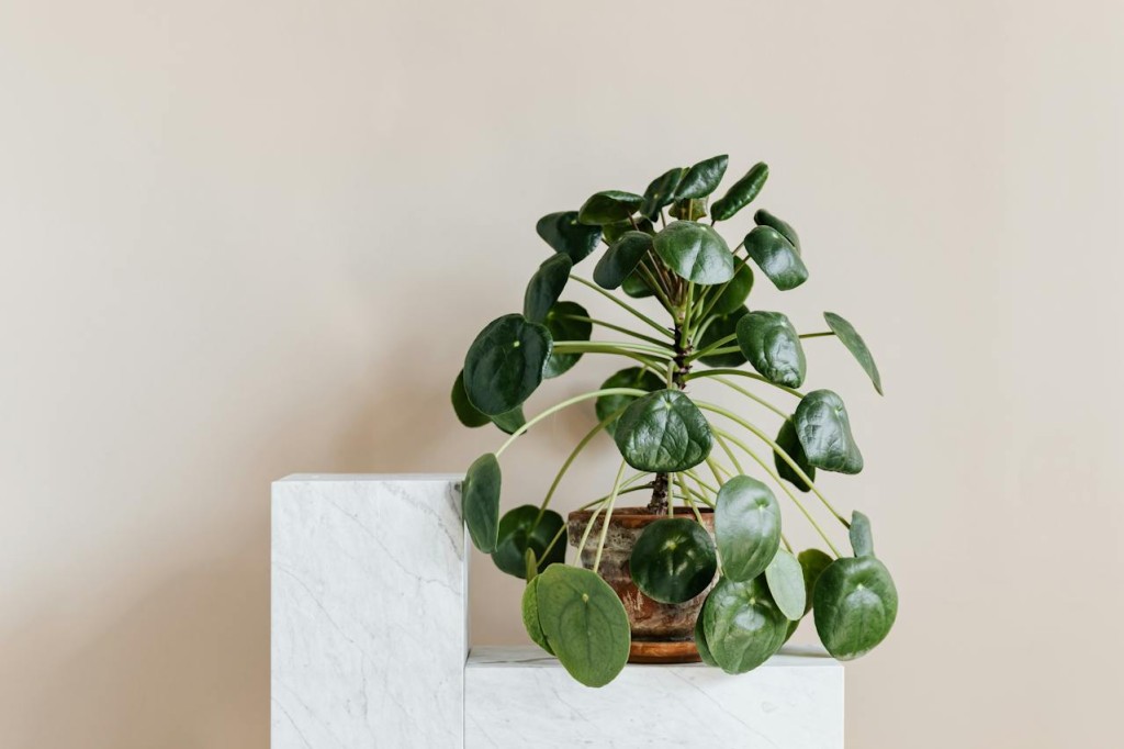 Le Pilea, une plante verte dépolluante