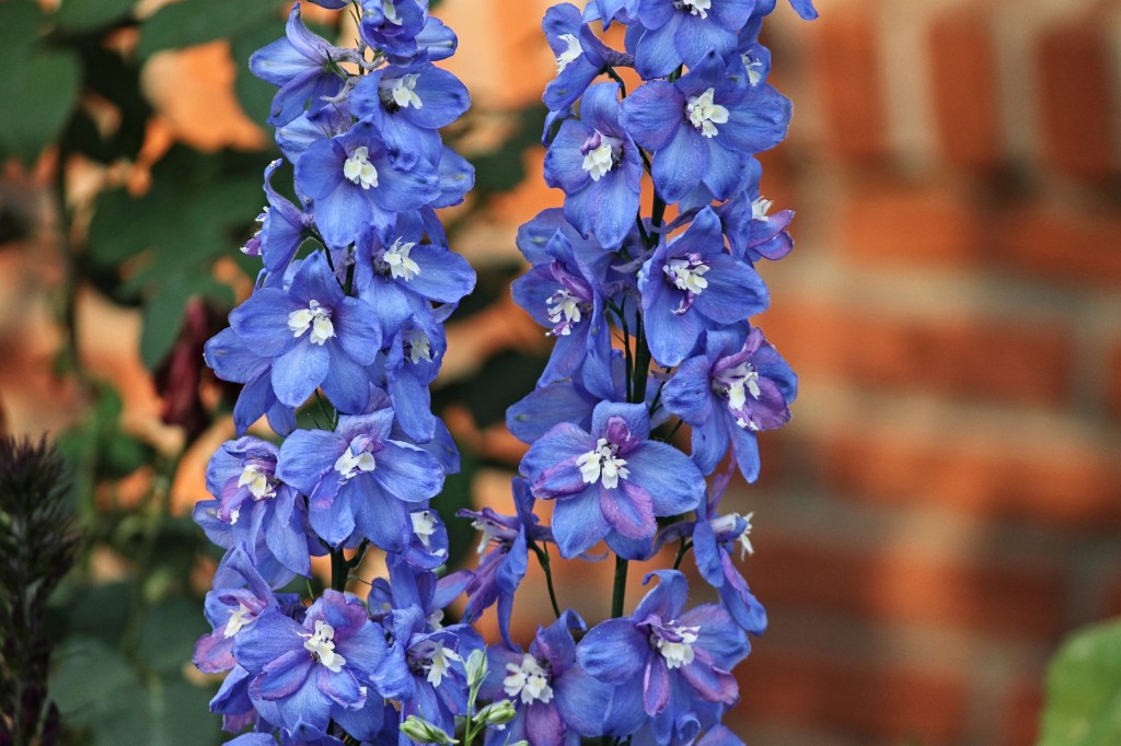 Pied d'alouette, la fleur de l'attachement