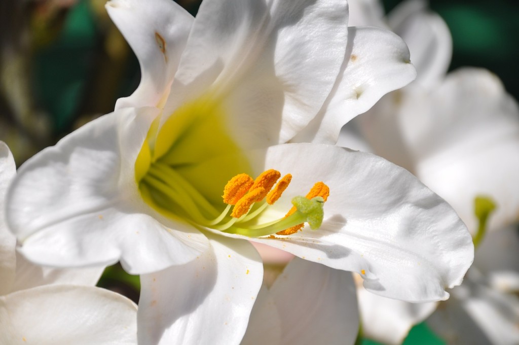 Comment planter et entretenir les lys ?