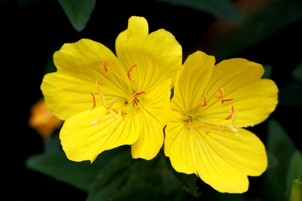 L’onagre, la fleur du bonheur