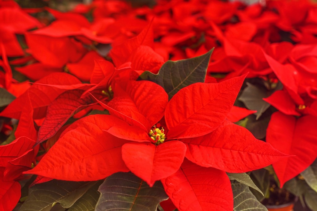 Comment faire rougir le poinsettia ?  