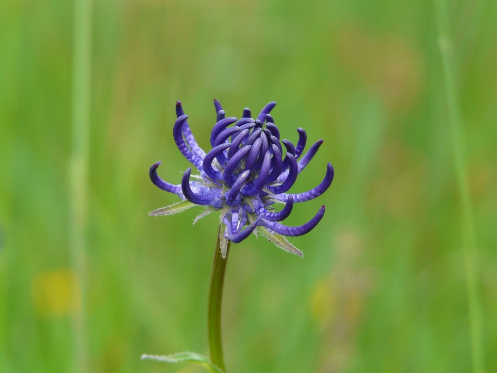Raiponce, fleur du jardin et plante du potager 