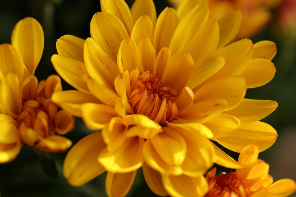 Le Chrysanthème ou la belle de l'automne