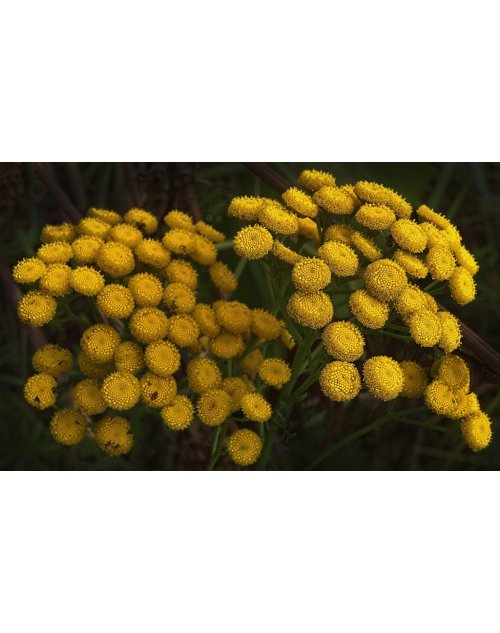 La Tanaisie, une plante vivace odorante aux fleurs jaunes élégantes