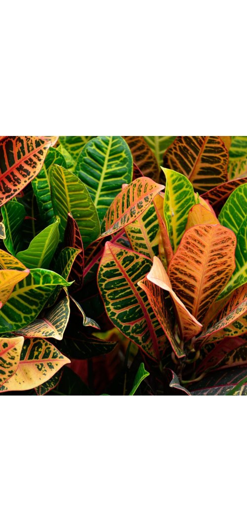 Le croton : la plante aux feuilles multicolores