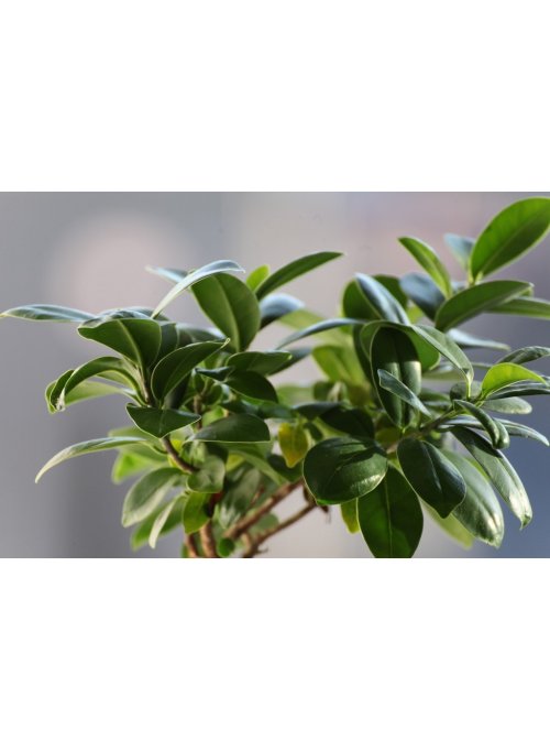 Le Ficus, une plante pour sublimer votre intérieur