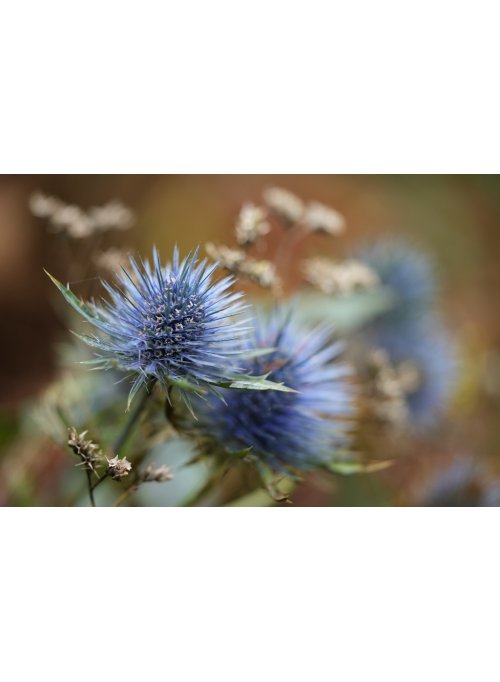 Chardon, un véritable ornement pour le jardin