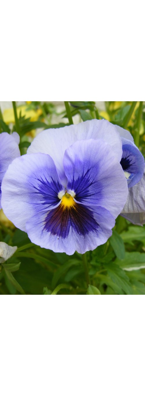 La pensée (viola tricolor)