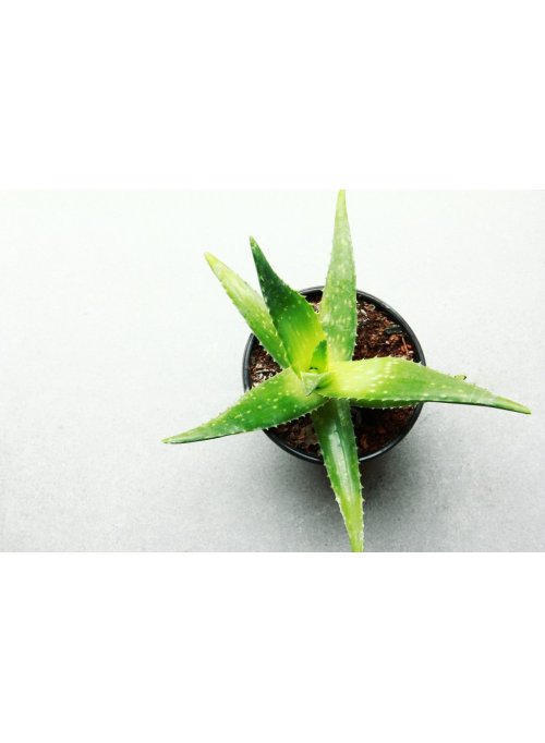 Comment entretenir l’aloe vera ?