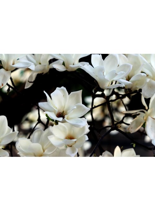 Magnolia, un somptueux arbre à fleurs