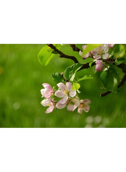Pommier à fleurs (Pommier d’ornement)