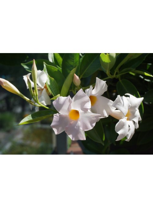 Dipladénia diamantina