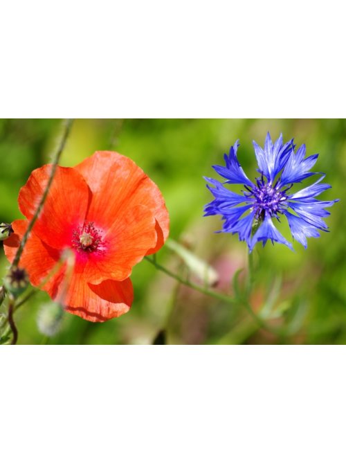 Quelles sont les fleurs symboles de la commémoration du 8 Mai ?