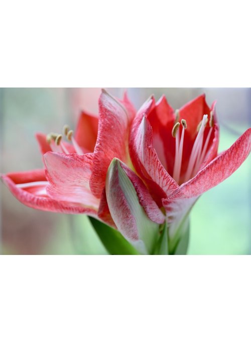 Amaryllis, une fleur somptueuse