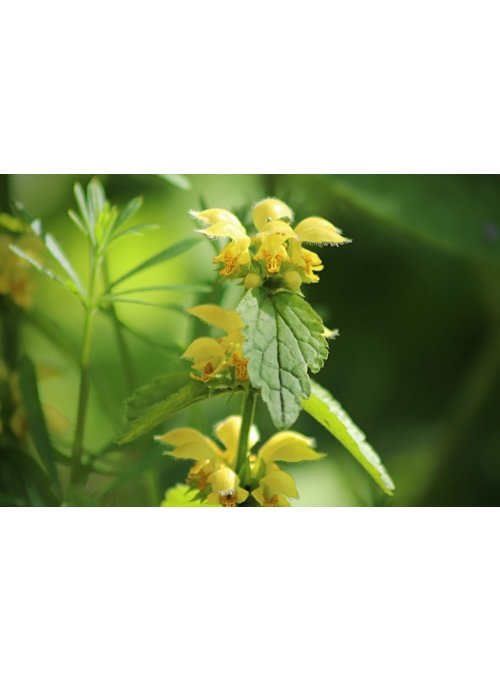 L’ortie jaune, fleur sublime en ornement