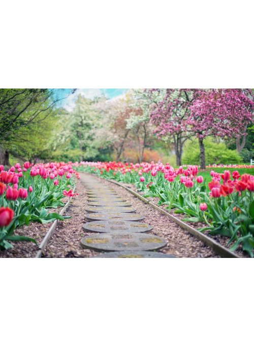 Que planter au printemps ? 