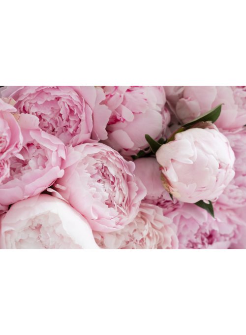 Tout savoir sur la pivoine