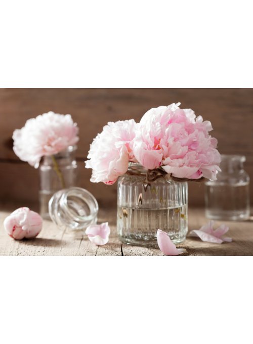 Comment conserver des pivoines en fleurs coupées ?