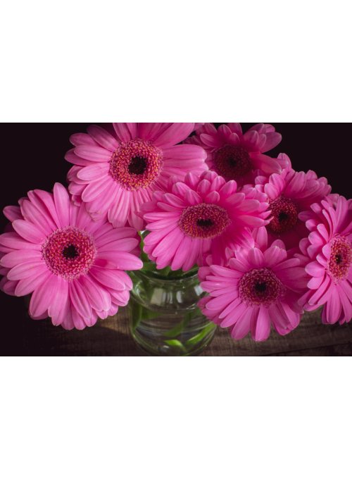 Germini, le chouchou des fleuristes
