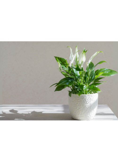 Spathiphyllum, la belle fleur de lune