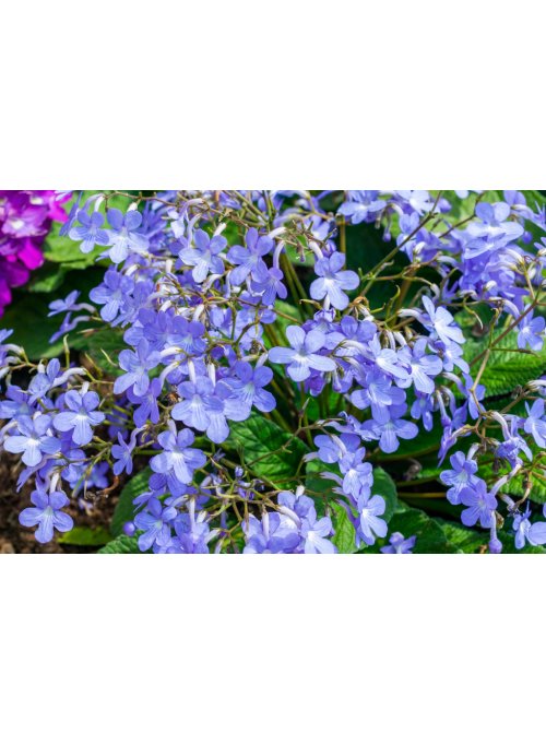 Le streptocarpus, des fleurs toute l'année