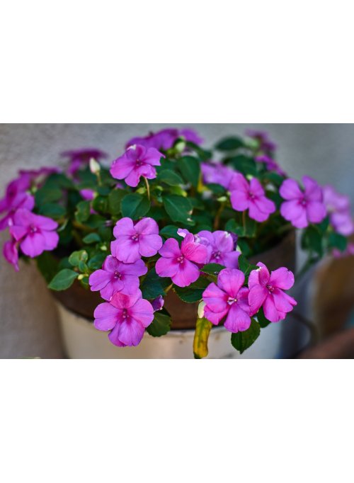 Impatiens, la plante de l'impatience