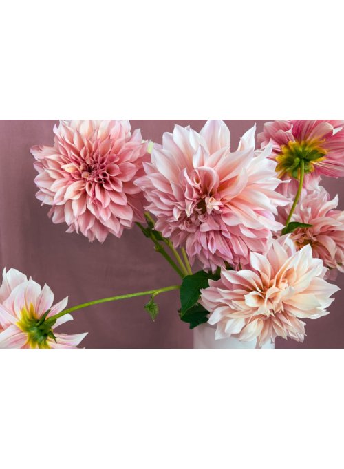 Dahlia, une fleur chic et tendance