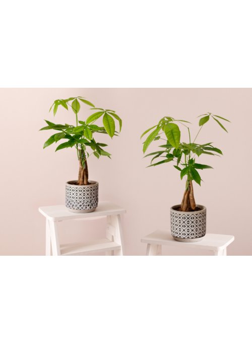Le pachira aquatica, une plante contemporaine
