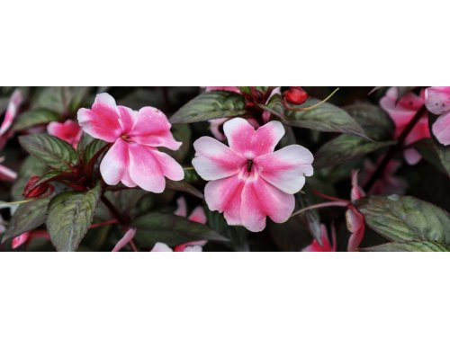 La patience, la fleur avec une belle floraison