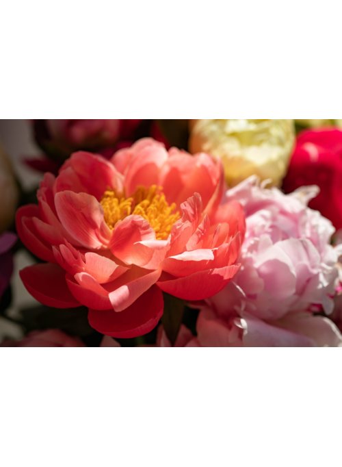 La pivoine, véritable reine de beauté pour les jardins