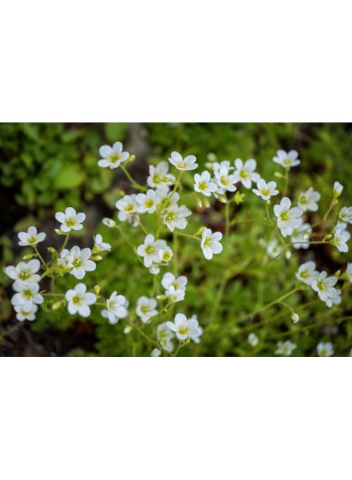 Saxifrage, la plantes des rochers
