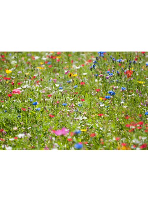 Les fleurs qui fleurissent au mois de mars